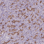 Immunohistochemical staining of human pancreas shows moderate membranous positivity in intercalated ducts.