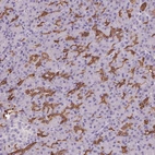 Immunohistochemical staining of human pancreas shows moderate membranous positivity in intercalated ducts.