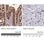 Anti-DAB1 Antibody