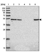 Anti-HDAC3 Antibody