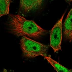 Immunofluorescent staining of human cell line U-251 MG shows localization to nucleoplasm & the Golgi apparatus.