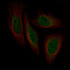 Anti-ISL1 Antibody