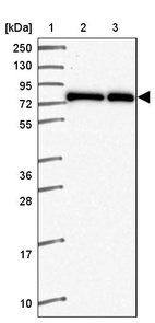 Anti-ZNF778 Antibody