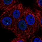 Immunofluorescent staining of human cell line MCF7 shows localization to nuclear bodies.