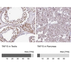 Anti-TAF15 Antibody