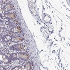 Anti-NCF1 Antibody