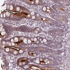 Anti-OGFOD3 Antibody