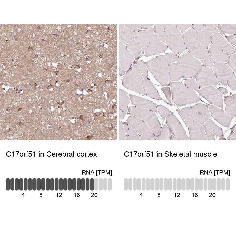 Anti-C17orf51 Antibody