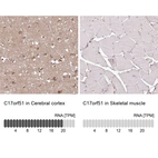 Anti-C17orf51 Antibody
