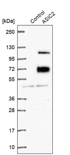 Western blot analysis in control (vector only transfected HEK293T lysate) and ASIC2 over-expression lysate (Co-expressed with a C-terminal myc-DDK tag (~3.1 kDa) in mammalian HEK293T cells, LY400449).