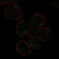 Anti-SIGLEC11 Antibody