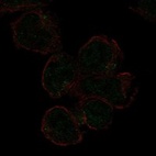 Anti-SIGLEC11 Antibody