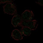 Anti-SIGLEC11 Antibody