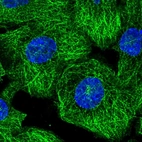 Immunofluorescent staining of human cell line A-431 shows localization to microtubules.