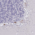 Anti-PLXNA4 Antibody