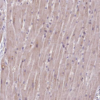 Anti-RPP25L Antibody