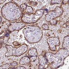 Anti-RPP25L Antibody