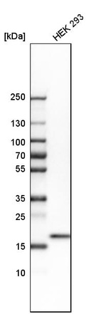 Western blot analysis in human cell line HEK 293.