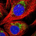 Immunofluorescent staining of human cell line U-2 OS shows localization to mitochondria.
