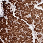 Immunohistochemical staining of human pancreas shows high expression.