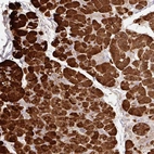 Immunohistochemical staining of human pancreas shows high expression.
