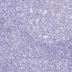 Immunohistochemical staining of human tonsil shows low expression as expected.