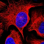 Immunofluorescent staining of human cell line U-2 OS shows localization to centrosome.