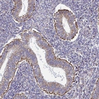 Immunohistochemical staining of human endometrium shows strong granular positivity in cytoplasm in glandular cells.