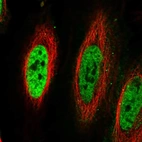 Immunofluorescent staining of human cell line HeLa shows localization to nucleoplasm.