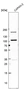 Anti-PIBF1 Antibody