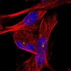 Immunofluorescent staining of human cell line U-251 MG shows localization to microtubule organizing center.