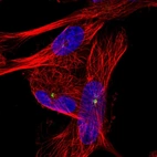 Immunofluorescent staining of human cell line U-251 MG shows localization to microtubule organizing center.