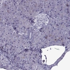 Immunohistochemical staining of human pancreas shows no positivity in exocrine glandular cells as expected.