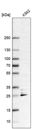 Western blot analysis in human cell line K562.