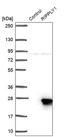 Western blot analysis in control (vector only transfected HEK293T lysate) and RIPPLY1 over-expression lysate (Co-expressed with a C-terminal myc-DDK tag (~3.1 kDa) in mammalian HEK293T cells, LY408647).