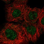 Immunofluorescent staining of human cell line A-431 shows localization to nucleoplasm.