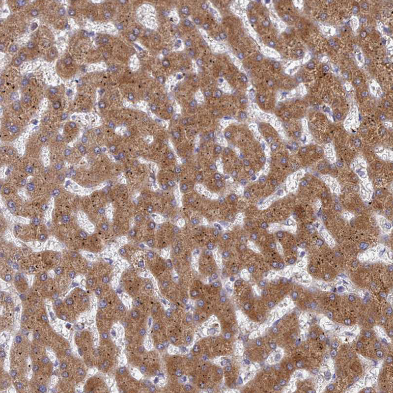 Anti-G6PC Antibody