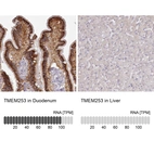 Anti-TMEM253 Antibody
