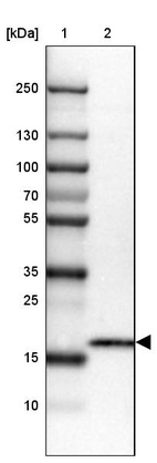 Lane 1: Marker [kDa] 250, 130, 100, 70, 55, 35, 25, 15, 10_br/_Lane 2: Human cell line HEL