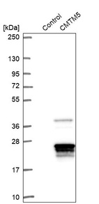 Western blot analysis in control (vector only transfected HEK293T lysate) and CMTM5 over-expression lysate (Co-expressed with a C-terminal myc-DDK tag (~3.1 kDa) in mammalian HEK293T cells, LY408569).