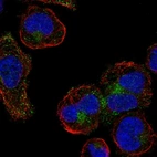 Immunofluorescent staining of human cell line HEL shows localization to the Golgi apparatus & vesicles.