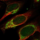 Immunofluorescent staining of human cell line U-2 OS shows localization to nucleus & mitochondria.