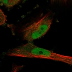 Immunofluorescent staining of human cell line U-251 MG shows localization to nucleoplasm.