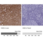 Immunohistochemistry analysis in human liver and tonsil tissues using HPA052359 antibody. Corresponding HGD RNA-seq data are presented for the same tissues.
