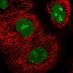 Immunofluorescent staining of human cell line A-431 shows localization to nucleus & nucleoli.
