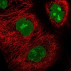 Immunofluorescent staining of human cell line A-431 shows localization to nucleus & nucleoli.
