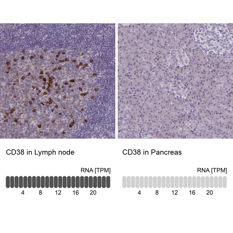 Anti-CD38 Antibody