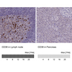 Anti-CD38 Antibody