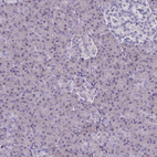 Immunohistochemical staining of human pancreas shows no positivity in exocrine glandular cells as expected.