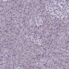 Immunohistochemical staining of human pancreas shows no positivity in exocrine glandular cells as expected.